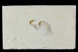 Two Cretaceous Fossil Shrimp Plate - Lebanon #107656-1